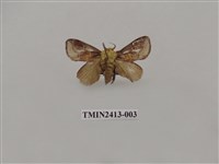 藏品(中銀紋刺蛾)的圖片